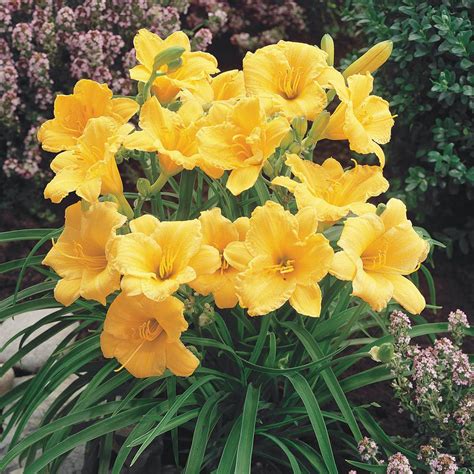 stella d'oro lily perennial plant